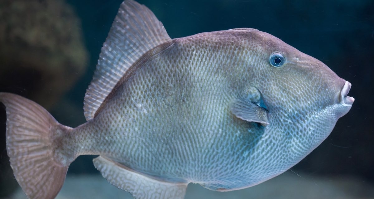 Il est de retour...Gare au baliste, le poisson mordeur!