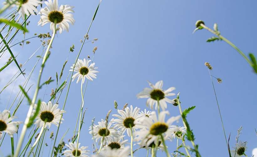 Les festivités de l'été  - Maussane les Alpilles