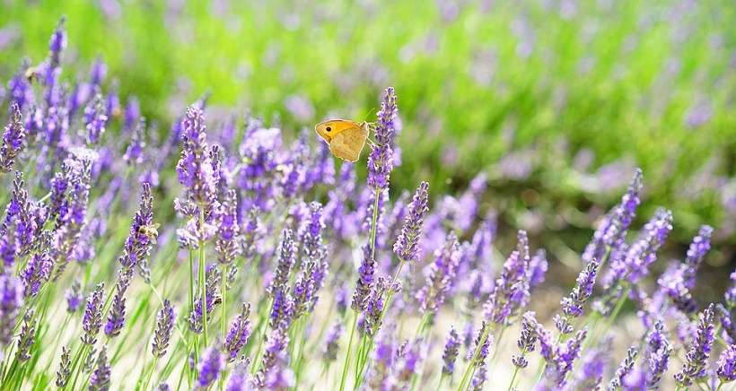 Les festivités de l'été - Peyrolles en Provence