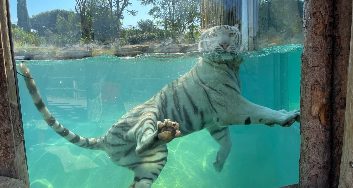 Canicule et animaux : comment s'adapte le zoo de la Barben