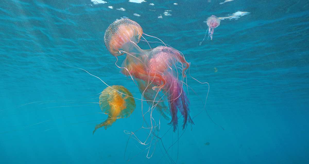 Méduses: C'est (un peu) mieux sur les plages provençales ce weekend