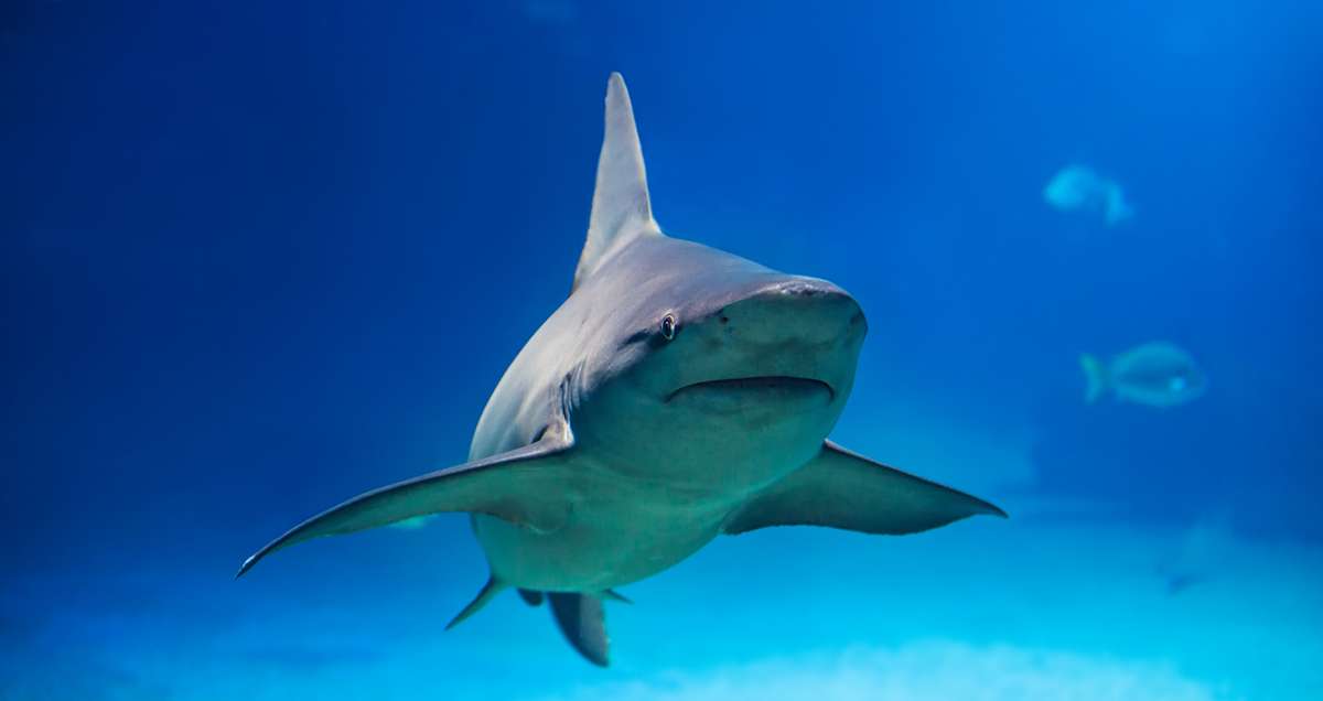 Un requin de deux mètres aperçu sur une plage du Var ce mercredi matin