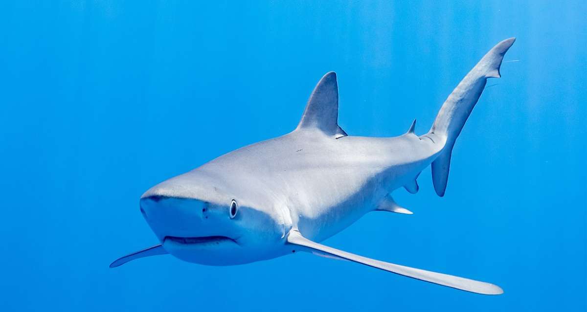 Faut-il avoir peur du  requin bleu aperçu sur la plage d'Hyères ce mercredi matin ?