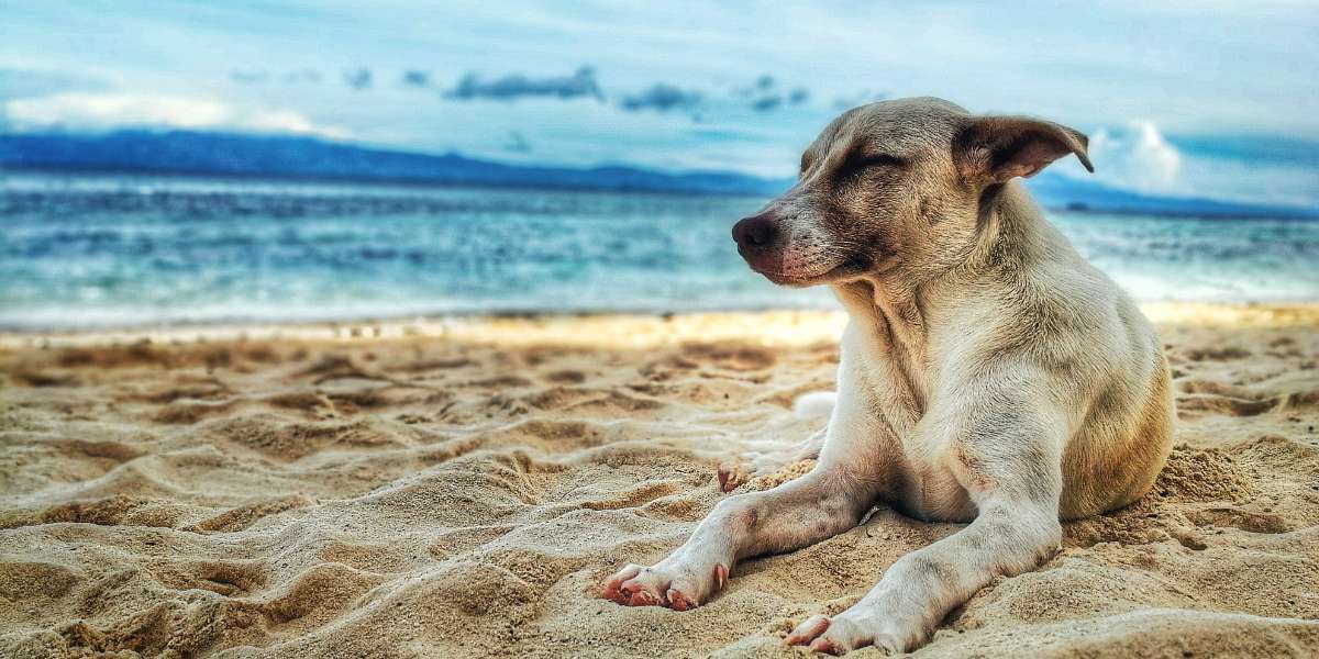 Les plages accessibles aux chiens dans le Var