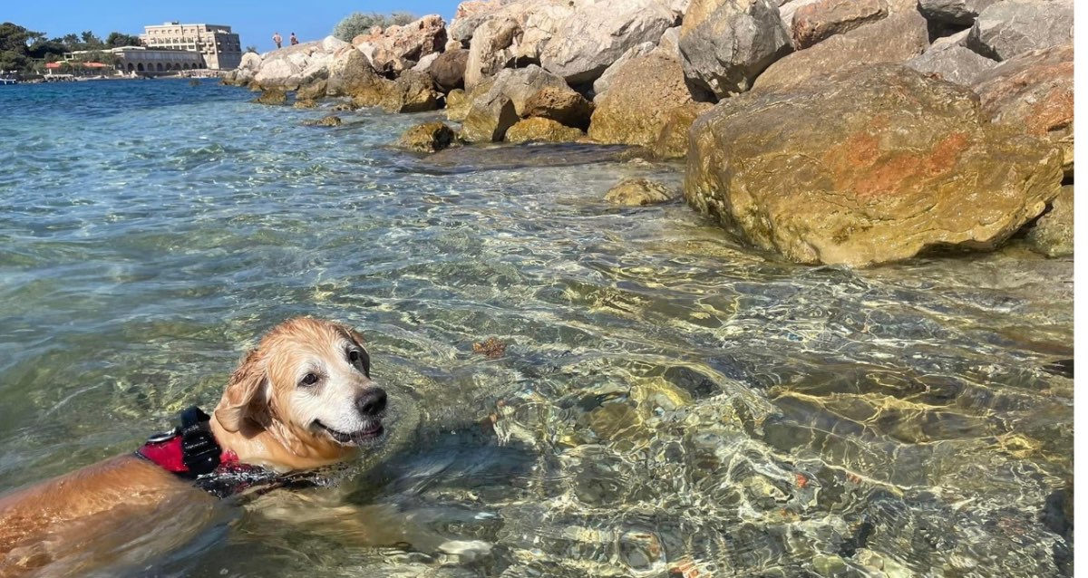 Les plages accessibles aux chiens dans le Var
