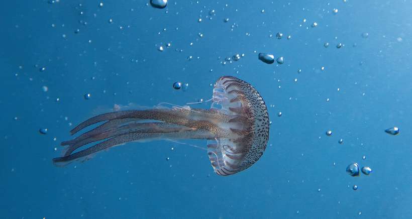  Marseille : Une invasion de méduses notamment dans les Calanques et des méduses échouées sur les plages ce mercredi 24 août