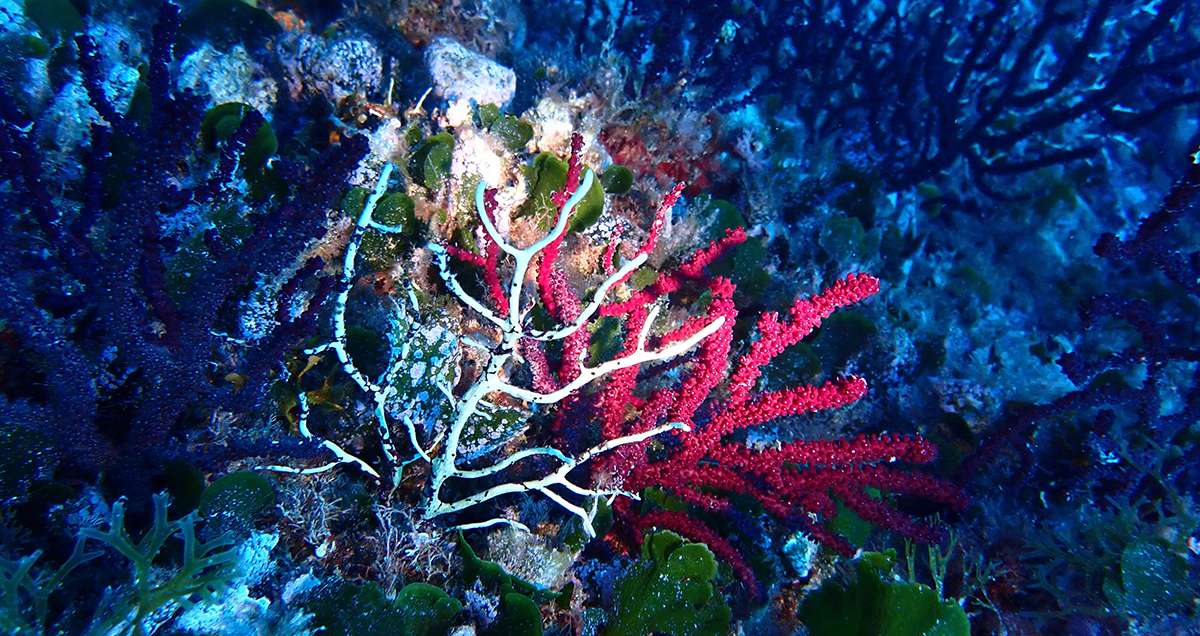 Le Parc National des Calanques alerte sur une mortalité anormale des gorgones