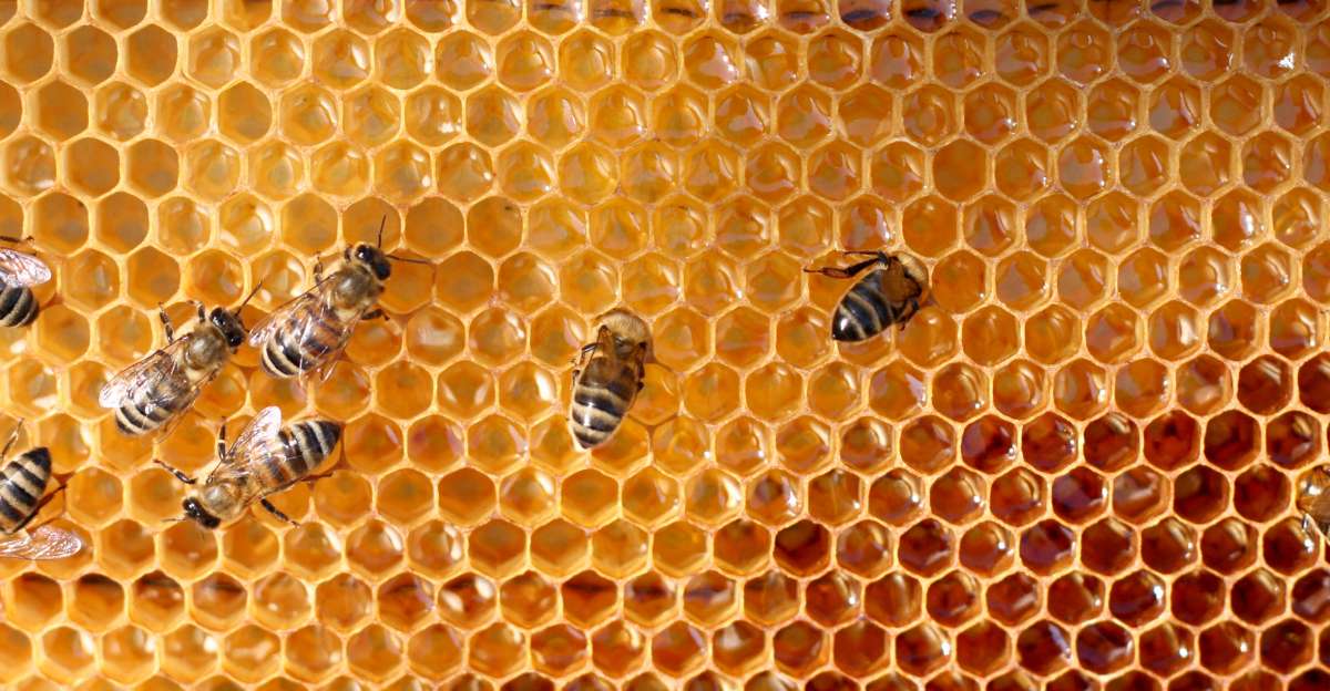 Fête de l'abeille et de la biodiversité