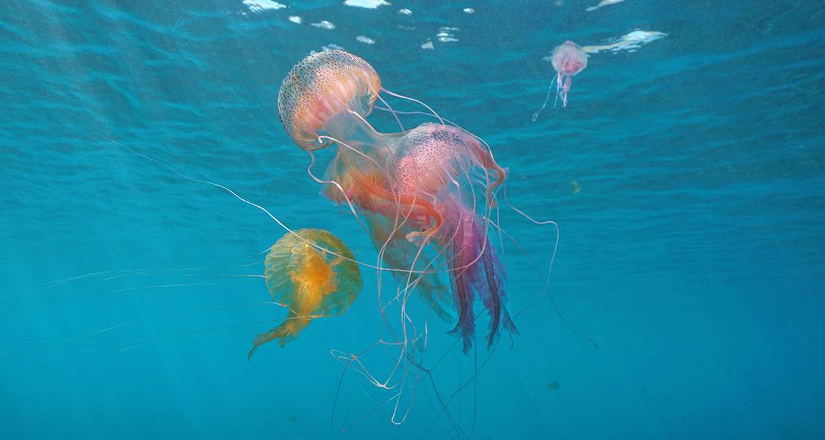 Les méduses aussi ont fait leur rentrée sur les plages des Bouches du Rhône et du Var