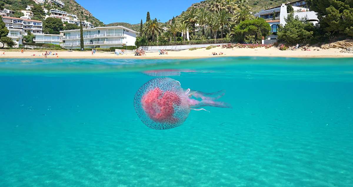 Quelles sont les plages touchées par cette invasion de méduses dans le Var et les Bouches du Rhône?