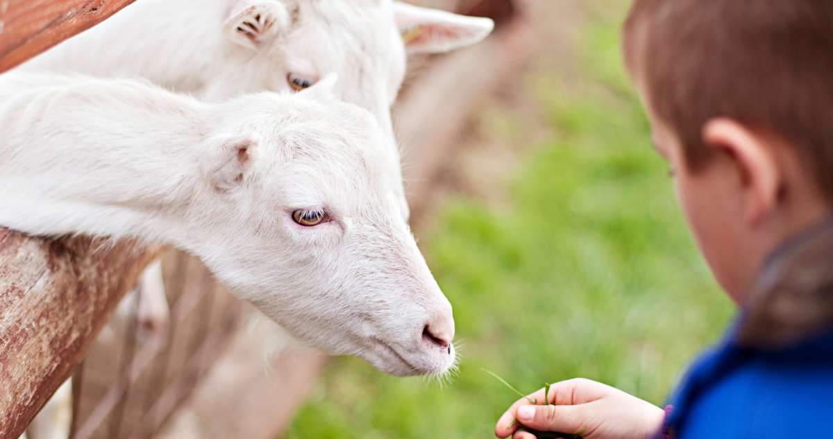 Fermes à visiter en famille