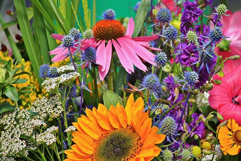 Foire aux plants - La Londe les Maures