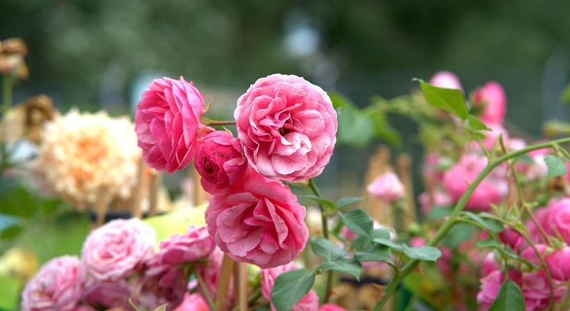 Fête des roses et des plantes