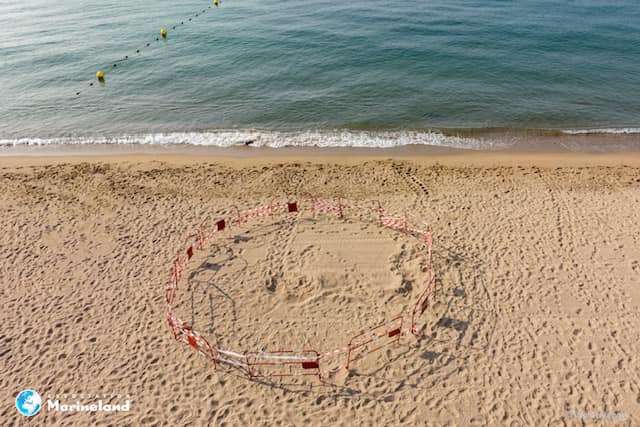 Nouvelle ponte de tortue Caouanne sur une plage de Fréjus