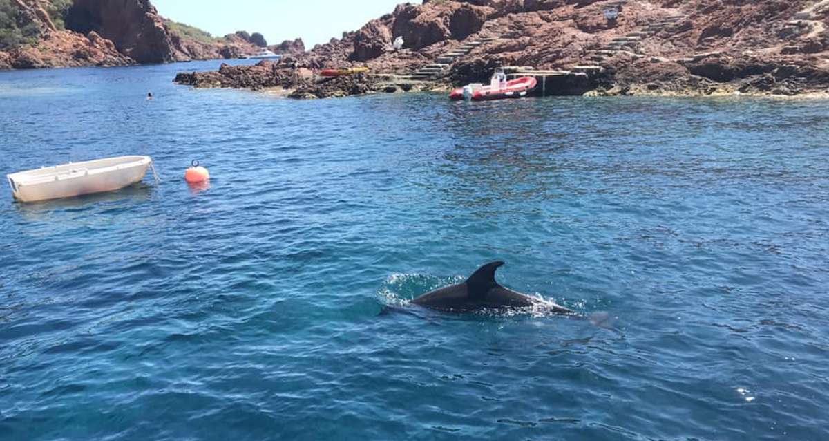 A Saint-Raphaël, un dauphin vient jouer avec les baigneurs à quelques mètres du rivage pendant plusieurs heures