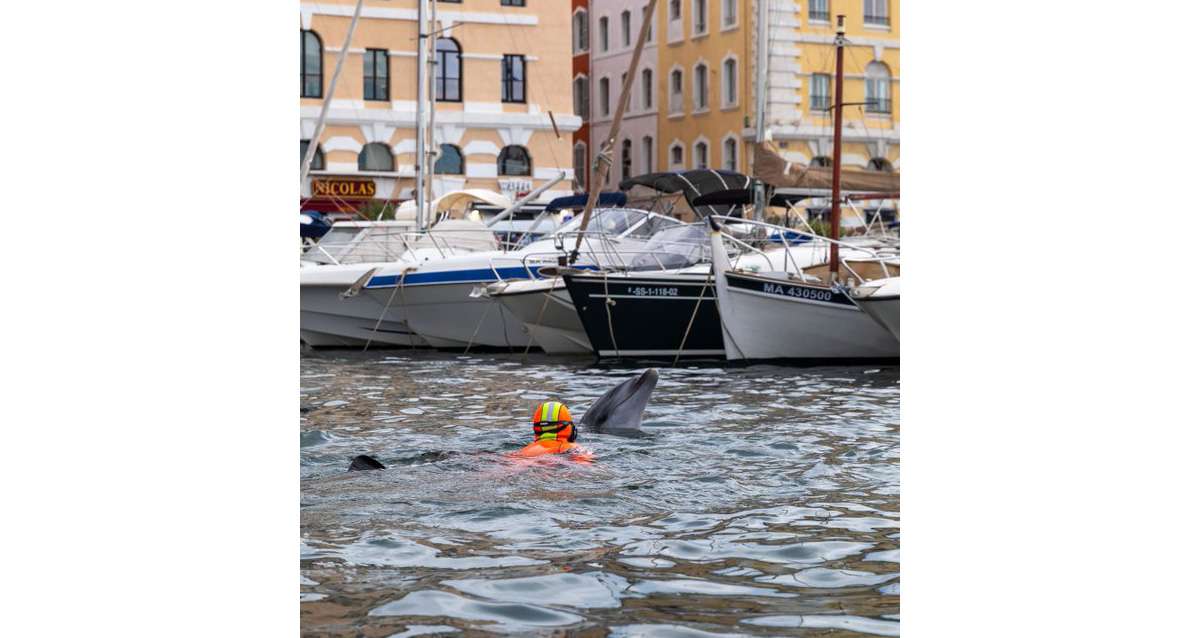 Les marins-pompiers aident un dauphin à sortir du Vieux Port de Marseille