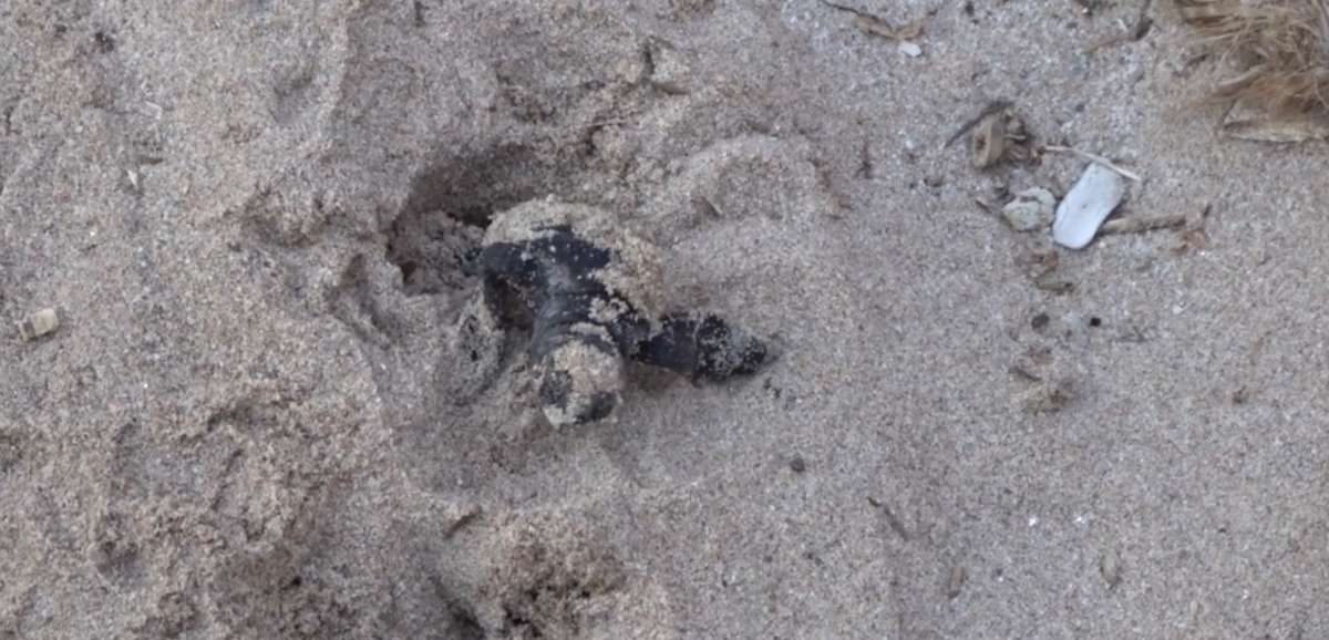 Une tortue a pondu ses œufs sur une plage des Alpes-Maritimes et c'est une  première