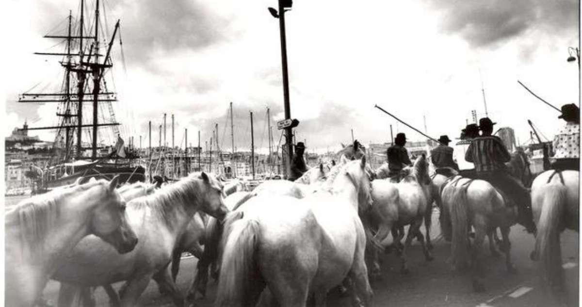 La Fiesta des Suds vous invite à une grande Cavalcade de 100 chevaux camarguais en liberté sur le Vieux Port ce samedi 