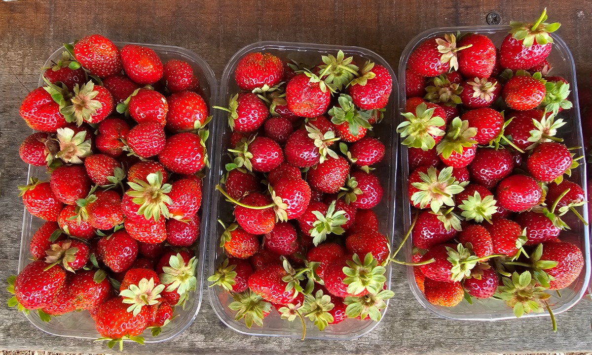 Fête de la fraise et rencontre avec un producteur d'huiles d'olive