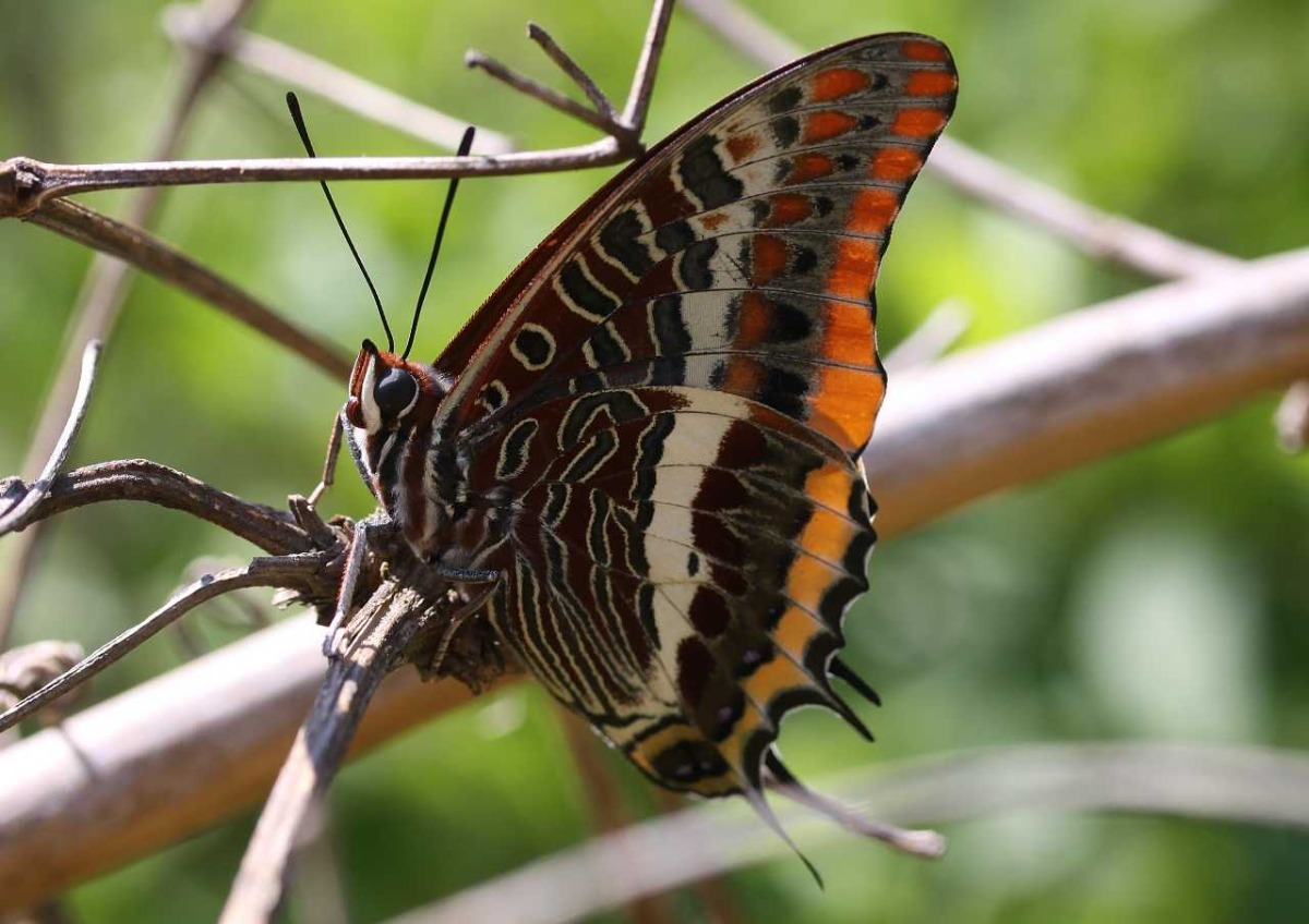 Visite guidée au Jardin à papillons de l'Escarelle