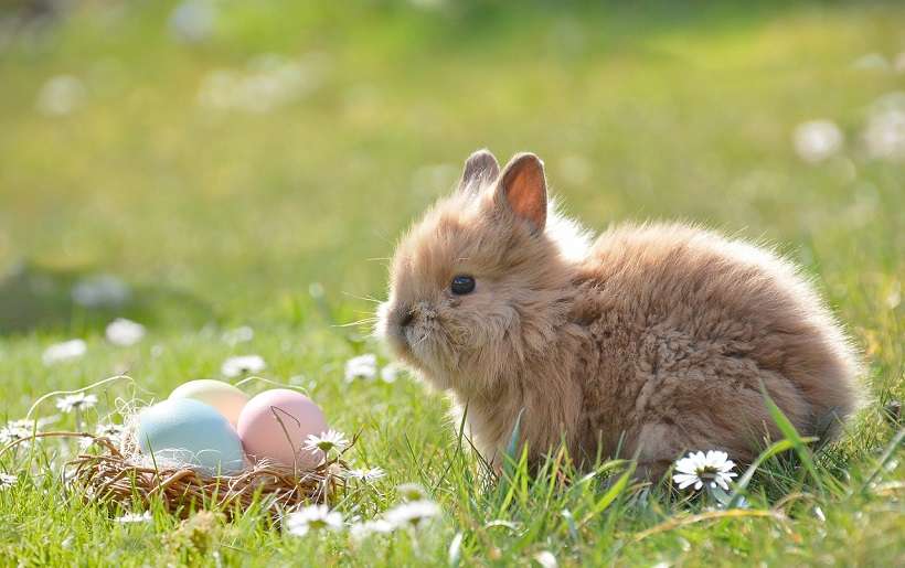 Chasse aux oeufs - Graveson