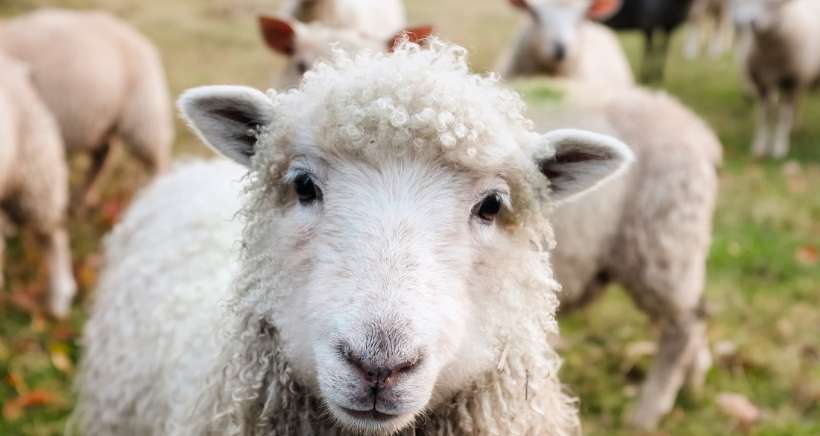 FÃªte de la Transhumance 2024