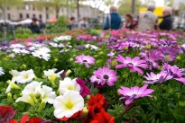 Marché de printemps - La Garde - 11/04 - La Garde