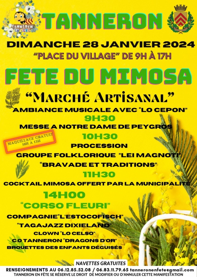 A Tanneron, la floraison du mimosa